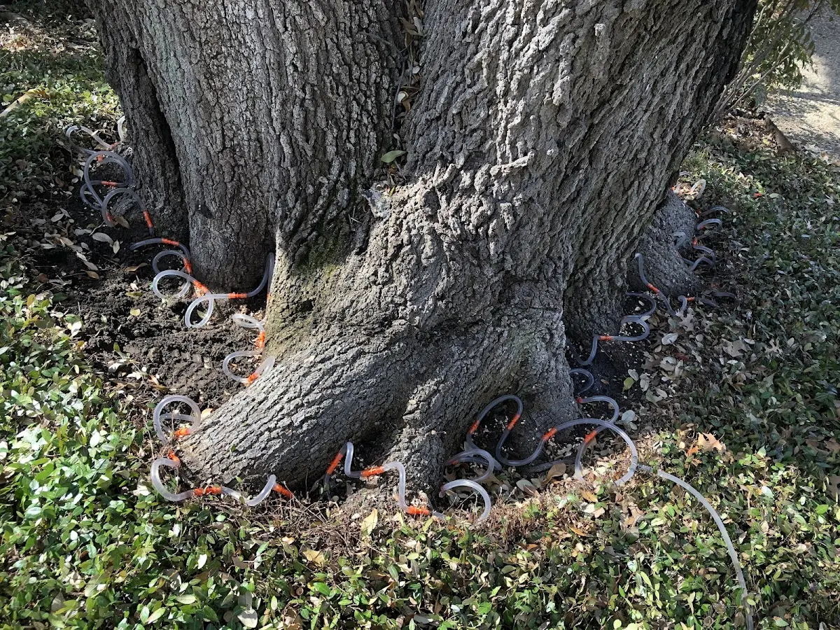 Detailed Tree Cabling and Bracing job site in Dewey