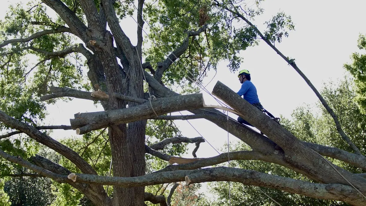 Professional Hazardous Tree Removal performed by certified arborists in Dewey