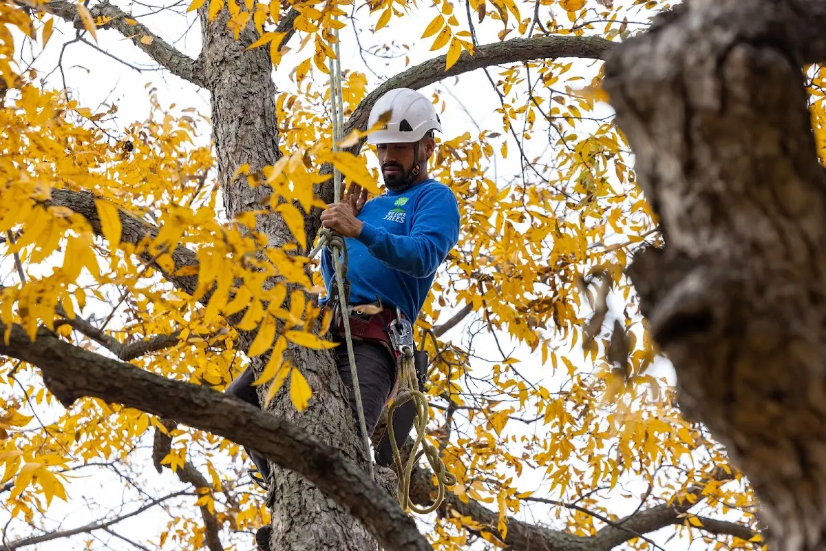 Skilled Tree Pruning crew working in Dewey
